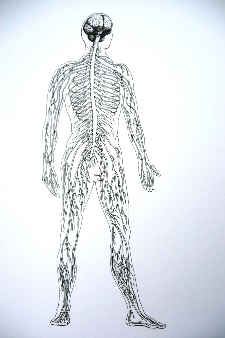 central nervous system