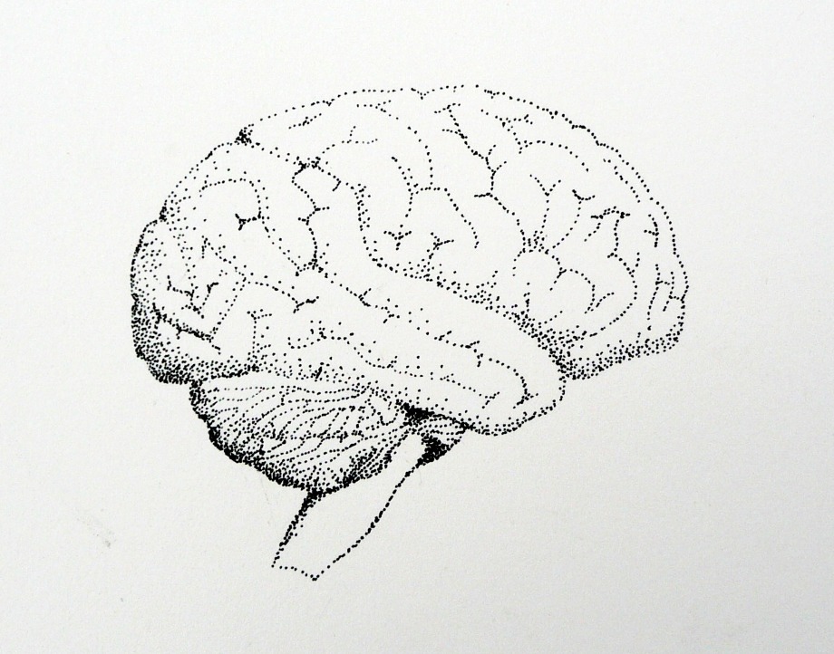 brain in pen and ink